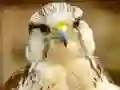 Jwèt Gyrfalcon Jigsaw sou entènèt