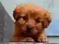 Jwèt Puppy Puzzle sou entènèt