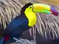 Jwèt Toucan Bird Jigsaw sou entènèt