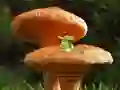Jwèt Mushroom Plant Land Escape sou entènèt