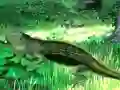 Jwèt Lizard Forest Escape sou entènèt