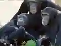 Jwèt Funny Chimpanzee Jungle Escape sou entènèt