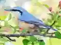 Jwèt Hidden Spots Birds sou entènèt