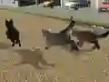 Jwèt Run Cat Cat Race sou entènèt
