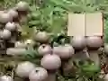 Jwèt Lycoperdon Mushroom Land Escape sou entènèt