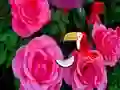 Jwèt Precious Rose Escape sou entènèt
