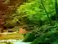 Jwèt Peaceful Rainbow Forest Escape sou entènèt