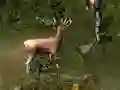 Jwèt Sniper Hunting Deadly Animal sou entènèt
