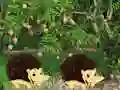Jwèt Escape From Mango Farm sou entènèt