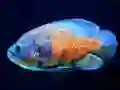 Jwèt Tiger Fish Jigsaw sou entènèt