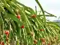 Jwèt Dragon Fruit Animal Escape sou entènèt