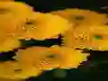 Jwèt Chrysanthemums Jigsaw sou entènèt