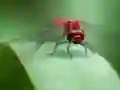 Jwèt Dragon Fly Jigsaw sou entènèt