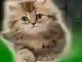 Jwèt Couple Kitten Escape sou entènèt
