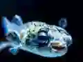 Jwèt Puffer Fish Jigsaw sou entènèt
