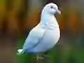 Jwèt Realistic Pigeon Rescue sou entènèt
