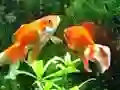 Jwèt Blue Fish Escape sou entènèt
