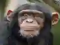 Jwèt Chimpanzee Jigsaw sou entènèt