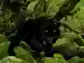 Jwèt Escape from Black Panther Forest sou entènèt
