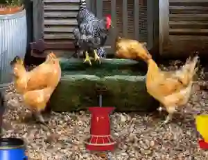 Jwèt Poultry Farm Easter Escape sou entènèt
