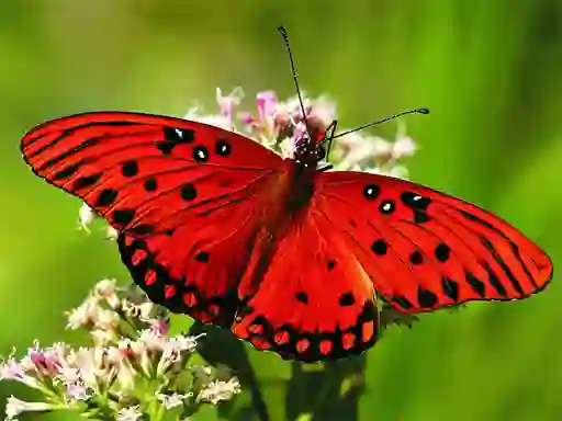 Jwèt Nature Jigsaw Puzzle Butterfly sou entènèt