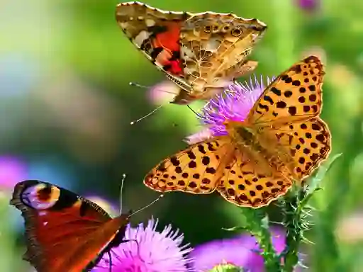 Jwèt Butterfly Slide sou entènèt