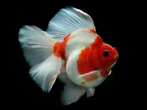 Jwèt Gold Fish Jigsaw Puzzle sou entènèt