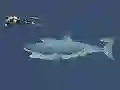 Jwèt Mad Shark sou entènèt