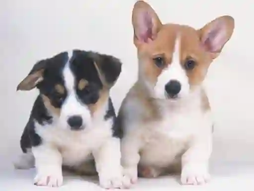 Jwèt Cute Puppies Puzzle sou entènèt