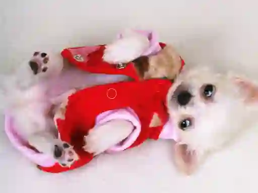 Jwèt Lovely Puppy Slide sou entènèt