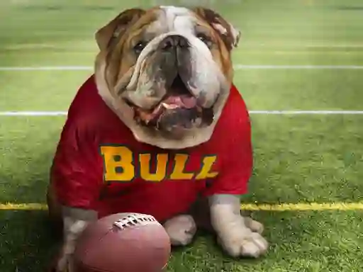 Jwèt Funny Doggy sou entènèt