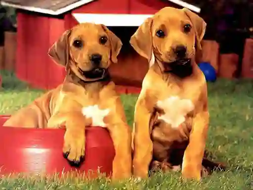 Jwèt Puppy Pairs Puzzle sou entènèt