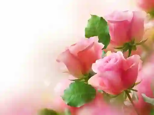 Jwèt Pink Roses sou entènèt