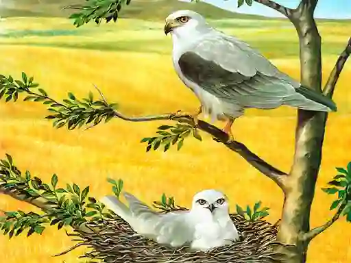 Jwèt Birds Of Prey Puzzle sou entènèt