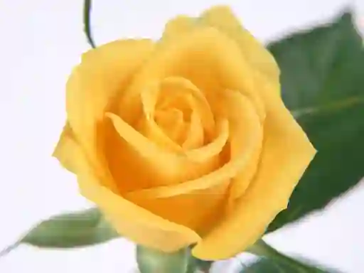 Jwèt Yellow Roses sou entènèt
