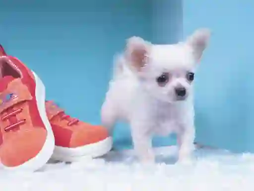 Jwèt Lovely Puppy Puzzle sou entènèt