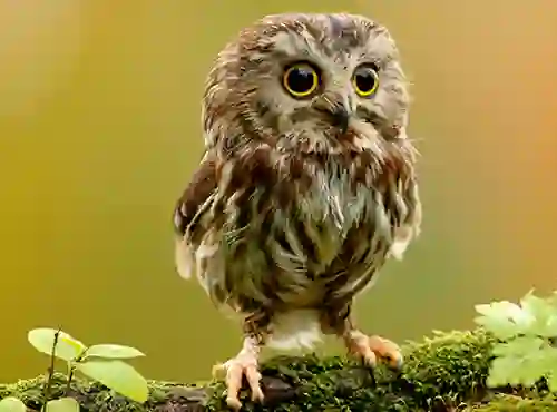 Jwèt Animal Hidden Stars sou entènèt