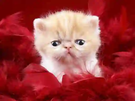 Jwèt Funny Kitty sou entènèt