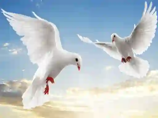 Jwèt Flying Birds sou entènèt