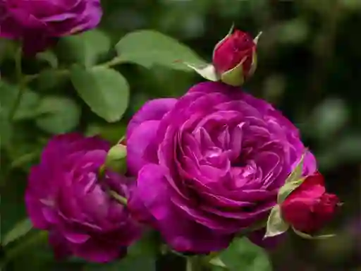 Jwèt Purple Roses sou entènèt