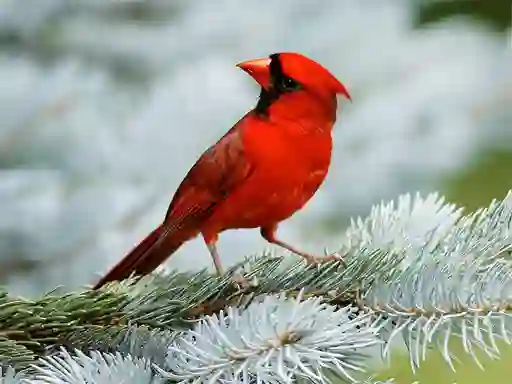 Jwèt Birds Puzzle sou entènèt