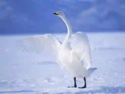 Jwèt Graceful Swans sou entènèt