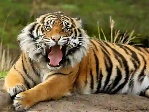 Jwèt Animals Jigsaw Puzzle Tiger sou entènèt