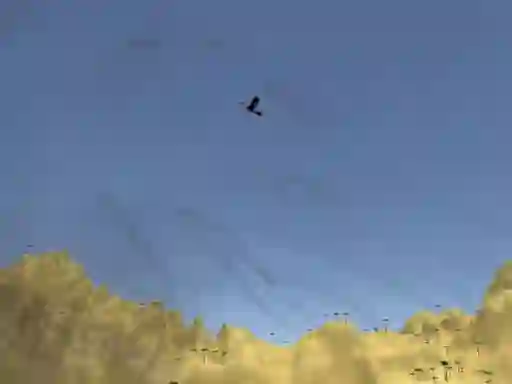 Jwèt Toucan Shooter sou entènèt
