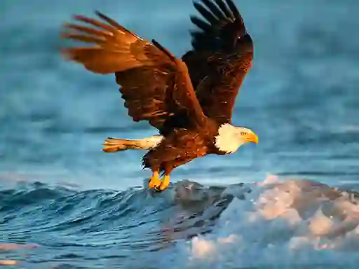 Jwèt Animals Jigsaw Puzzle Eagle sou entènèt