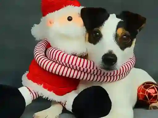 Jwèt Funny Christmas Dogs sou entènèt