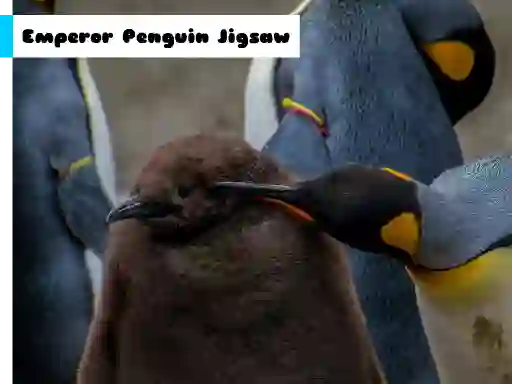 Jwèt Emperor Penguin Jigsaw sou entènèt