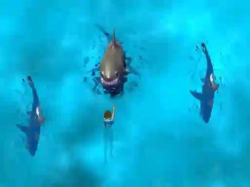 Jwèt Avoid the Sharks sou entènèt