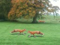 Jwèt Lachas Fox  sou entènèt