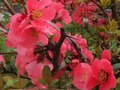 Jwèt Spring Flowers: Objè kache  sou entènèt